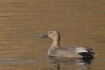 Canard chipau - N. Deschaume